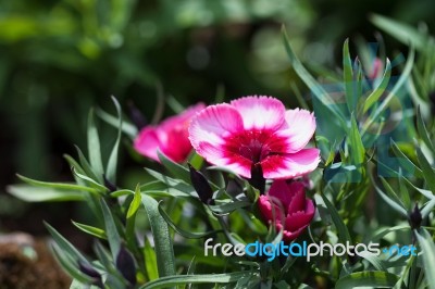 Dianthus Stock Photo