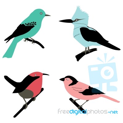 Different Birds Stock Image