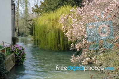 Different Varieties Of Trees Along The River Windrush In Witney Stock Photo