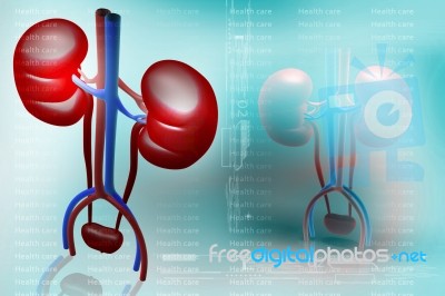 Digital Illustration Of Kidney In Colour Background Stock Image