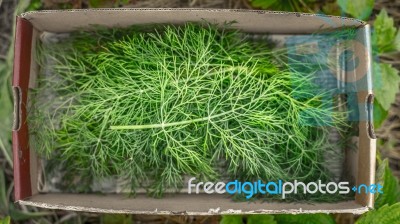 Dill In The Box Top View Stock Photo