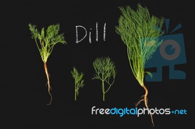 Dill Vegetable Ingredient Nature Organic Green Blackboard Stock Photo