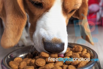 Dinner For Dog Stock Photo