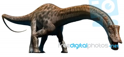 Diplodocus Stock Image