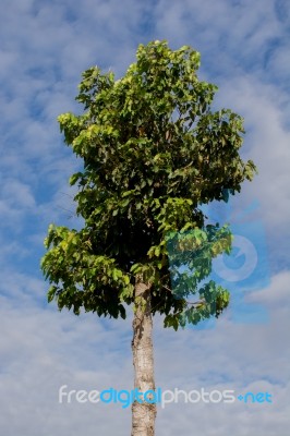 Dipterocarpus Alatus Roxb Green Beautiful High Stock Photo