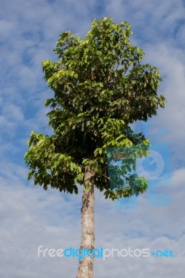 Dipterocarpus Alatus Roxb Green Beautiful High Stock Photo