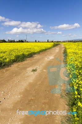 Dirt Road In The Middle Of A Yellow Field Of Flowers Stock Photo