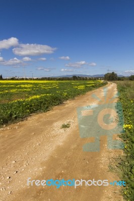 Dirt Road In The Middle Of A Yellow Field Of Flowers Stock Photo