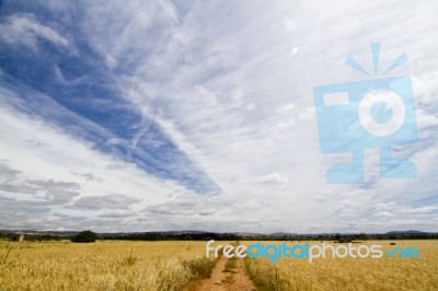 Dirt Road On Cereal Meadow Stock Photo