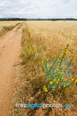 Dirt Road On Cereal Meadow Stock Photo