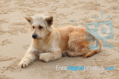 Dirty Dog Waiting For Someone On Sand Beach Stock Photo