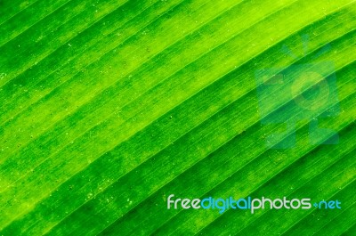 Dirty Green Banana Leaf Texture Stock Photo