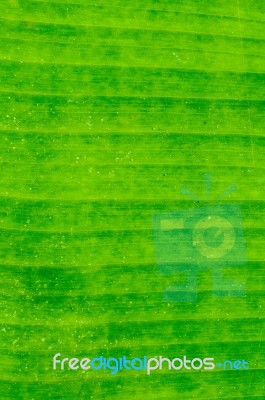 Dirty Green Banana Leaf Texture Stock Photo