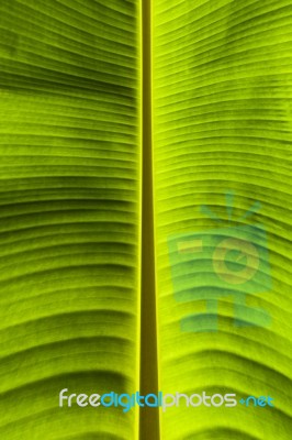 Dirty Green Banana Leaf Texture Stock Photo