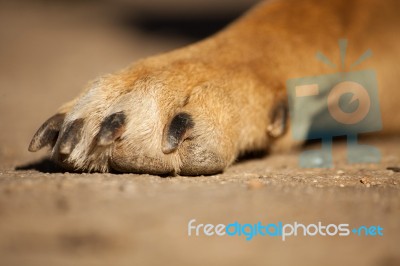 Dirty Paw Of Dog Stock Photo