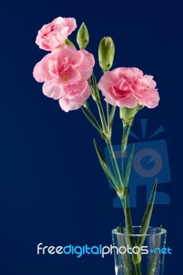 Display Of A Small Group Of Pinks Stock Photo