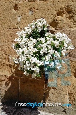 Display Of White Petunias Attached To A Wall In Pienza Stock Photo