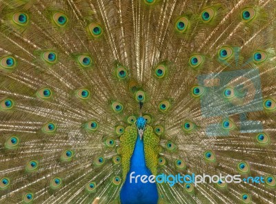 Displaying Peacock Stock Image