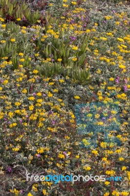 Diverse Spring Flora Of Sagres Stock Photo