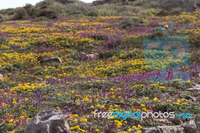 Diverse Spring Flora Of Sagres Stock Photo