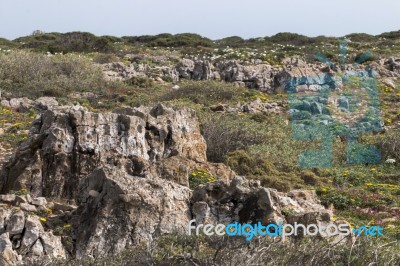 Diverse Spring Flora Of Sagres Stock Photo