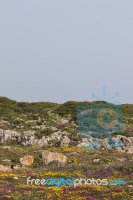 Diverse Spring Flora Of Sagres Stock Photo