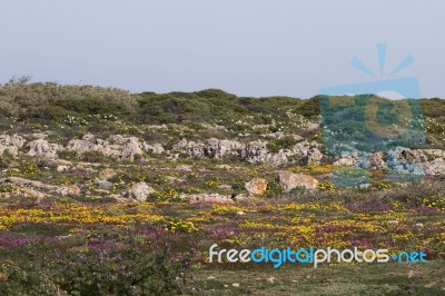 Diverse Spring Flora Of Sagres Stock Photo