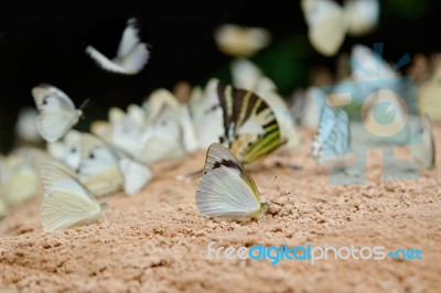 Diversity Of Butterfly Species,butterfly Eating Salt Licks On Ground Stock Photo