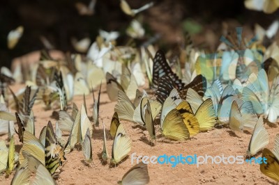 Diversity Of Butterfly Species,butterfly Eating Salt Licks On Ground Stock Photo