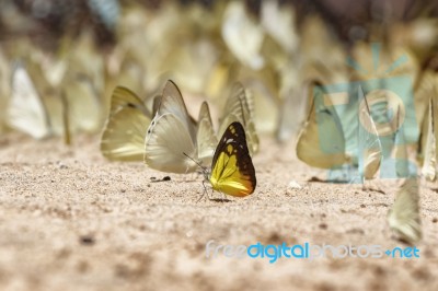 Diversity Of Butterfly Species,butterfly Eating Salt Licks On Ground Stock Photo