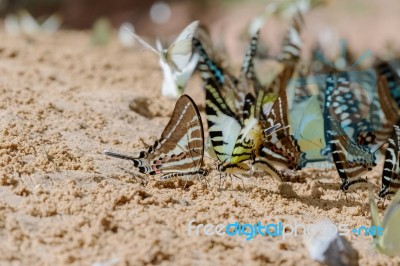 Diversity Of Butterfly Species,butterfly Eating Salt Licks On Ground Stock Photo