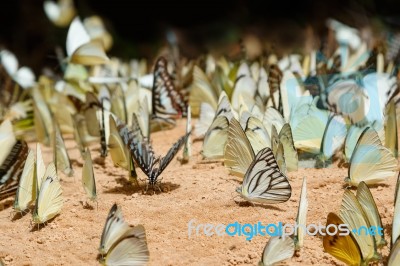 Diversity Of Butterfly Species,butterfly Eating Salt Licks On Ground Stock Photo