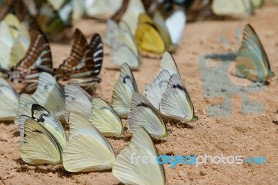 Diversity Of Butterfly Species,butterfly Eating Salt Licks On Ground Stock Photo