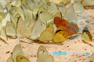 Diversity Of Butterfly Species,butterfly Eating Salt Licks On Ground Stock Photo