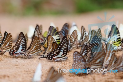 Diversity Of Butterfly Species,butterfly Eating Salt Licks On Ground Stock Photo