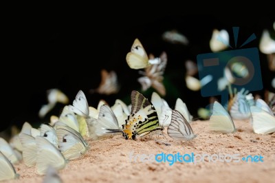 Diversity Of Butterfly Species,butterfly Eating Salt Licks On Ground Stock Photo