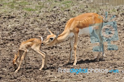 Doe With Its Fawn Stock Photo