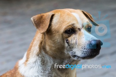 Dog Stock Photo