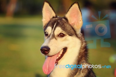 Dog Stock Photo