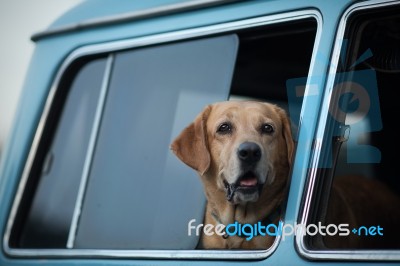 Dog Stock Photo