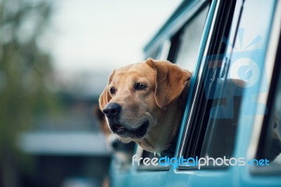 Dog Stock Photo