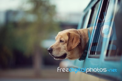 Dog Stock Photo