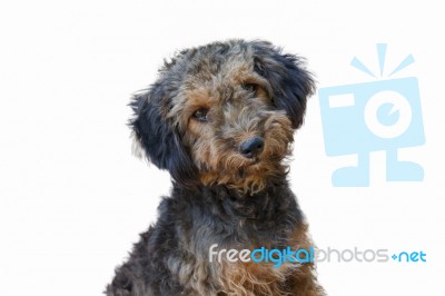 Dog Stock Photo