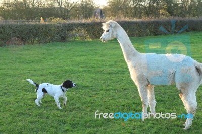 Dog And Alpaca Stock Photo