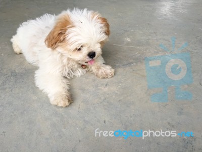 Dog And Puppy Stock Photo