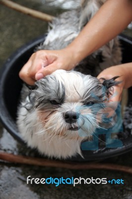 Dog Bath On Basin Stock Photo