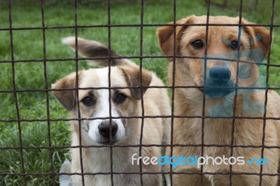 Dog Behind A Fence Stock Photo