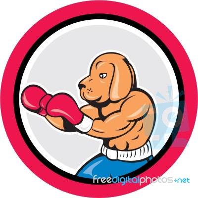 Dog Boxer Boxing Circle Cartoon Stock Image