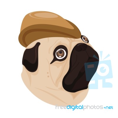 Dog Brown Hat On White Background Stock Image