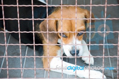 Dog Cage Stock Photo